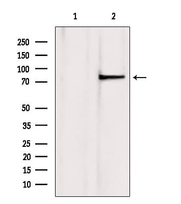 TLE3 Antibody