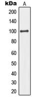 MCM4 Antibody (N-Terminus)