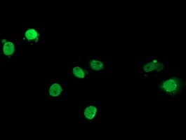 ELK3 / NET Antibody (clone OTI2G5)
