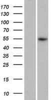 LOC391003 / PRAMEF18 Protein (Over-Expression Lysate Myc-DDK (Flag))