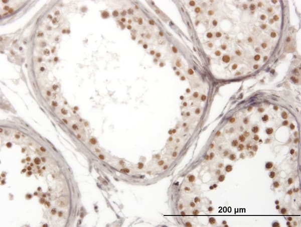 IHC-plus™ NOL4 Antibody (clone 2A10)