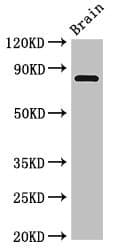 Polyclonal Rabbit anti-Mouse LOXL4 / LOXC Antibody (WB)