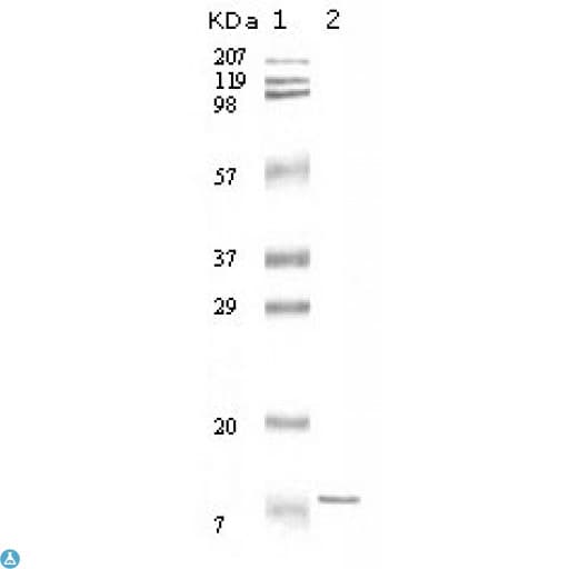 IL11 Antibody