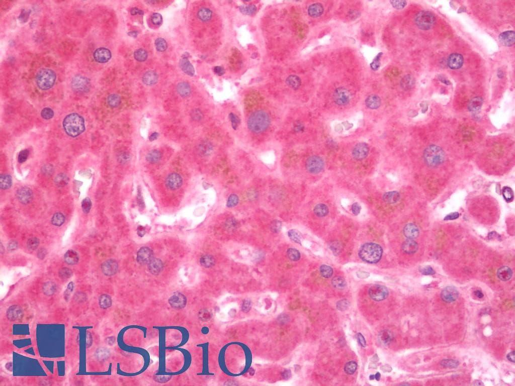 IHC-plus™ ERP29 Antibody