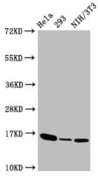 H3F3B Antibody