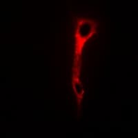 NAPG Antibody
