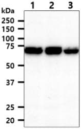 XPNPEP1 / Aminopeptidase P Antibody (clone AT9C7)