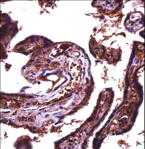 JAM2 Antibody (aa63-91)
