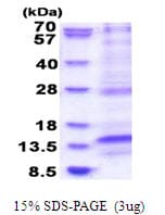 Human LAMTOR4 Protein (Recombinant His)