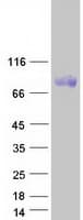 Human PDILT Protein (Recombinant Myc-DDK (Flag))