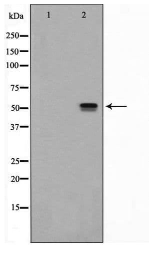 ITPK1 Antibody