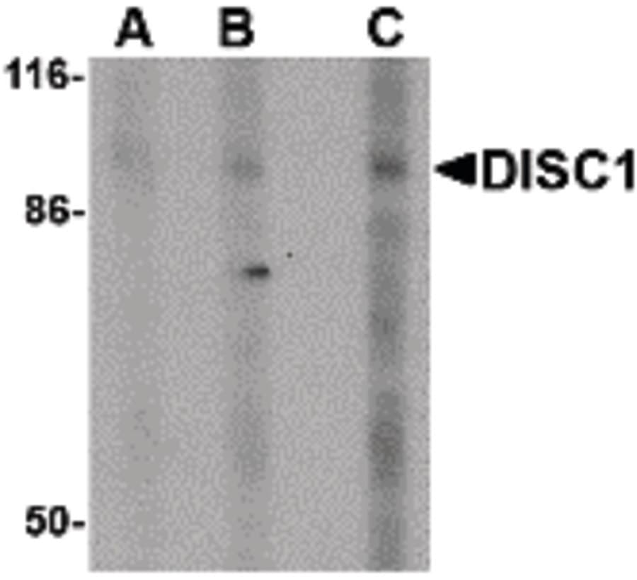 Polyclonal Rabbit anti-Human DISC1 Antibody (IF, WB)