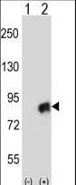 Polyclonal Rabbit anti-Human Cullin 4A / CUL4A Antibody (aa31-60, WB)