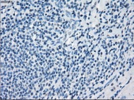Monoclonal Mouse anti-Human GBP2 Antibody (clone OTI1E5, IHC, IF, WB)
