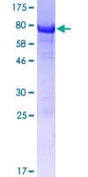 Human SH3D19 Protein (Recombinant GST)