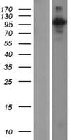 RIN3 Protein (Over-Expression Lysate Myc-DDK (Flag))