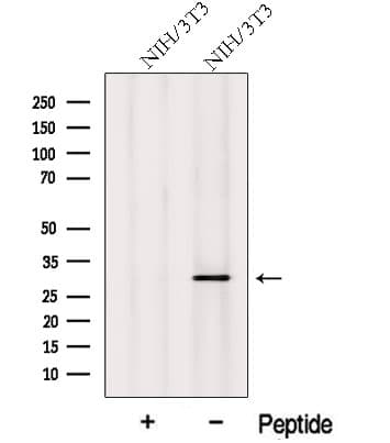 MITD1 Antibody
