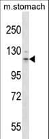 Polyclonal Rabbit anti-Mouse CD135 / FLT3 Antibody (aa154-181, WB)