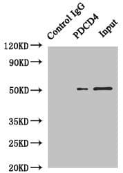 Polyclonal Rabbit anti-Human PDCD4 Antibody (aa1-260, WB)