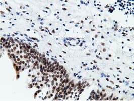 EPM2AIP1 Antibody (clone OTI2G3)