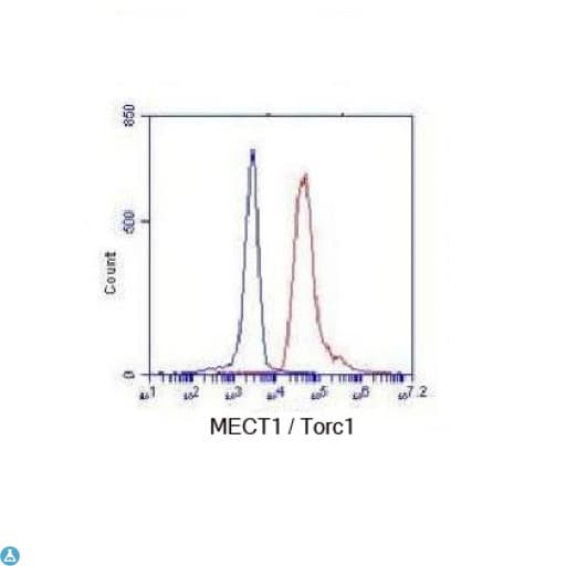 CRTC1 / MECT1 / TORC1 Antibody