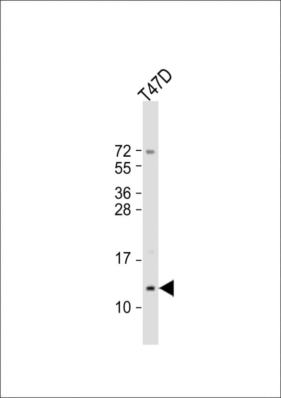 SCGB2A2 / Mammaglobin A Antibody (aa22-51)