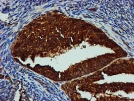 GATM / AGAT Antibody (clone OTI1E3, Carrier-free)