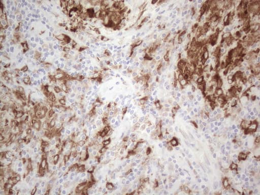 GRN / Granulin Antibody (aa327-593, clone OTI4B9)