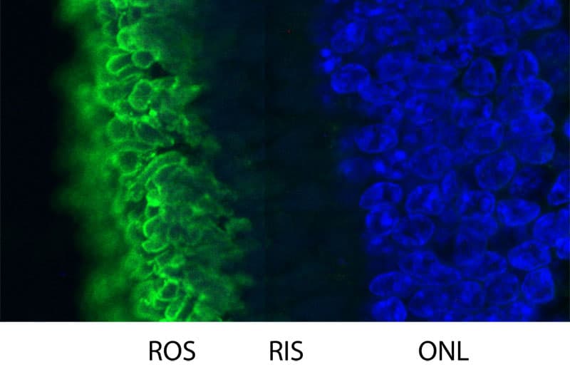 IHC-plus™ Rhodopsin / RHO Antibody (clone B630)