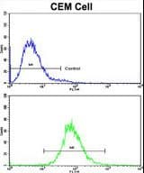 CD36 Antibody (aa213-242)