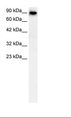SLC4A1 / Band 3 / AE1 Antibody (aa184-233)