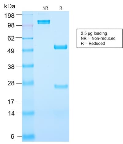 Recombinant Monoclonal Rabbit anti-Human KLK3 / PSA Antibody (clone KLK3/2871R, Azide-free,Carrier-free, IHC)