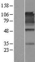 SYNCAM / CADM1 Protein (Over-Expression Lysate Myc-DDK (Flag))