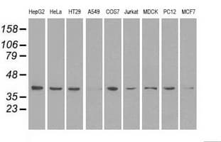 MAPK1 / ERK2 Antibody (clone OTI7E7)