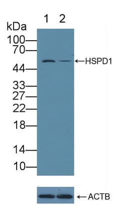 HSPD1 / HSP60 Antibody (aa1-573)