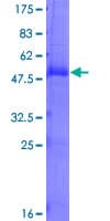 Human Calneuron-1 / CALN1 Protein (Recombinant GST)