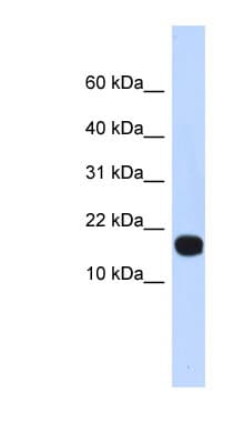 ID4 Antibody (aa71-120)