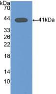Osteocalcin Antibody (aa14-95)