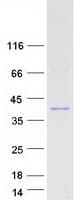 Human PRR16 Protein (Recombinant Myc-DDK (Flag))