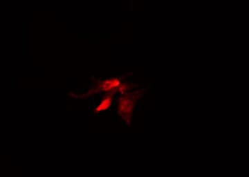 Polyclonal Rabbit anti-Human SLC6A11 / GAT-3 Antibody (IF, WB)