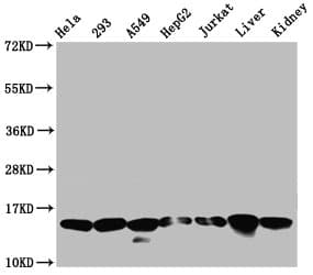 HIST1H2AI Antibody