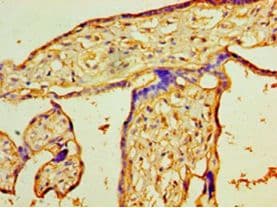 PIGX Antibody (aa42-230)