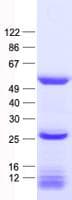 Human TYW2 / TRMT12 Protein (Recombinant His, N-Terminal)