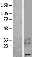 BAMBI Protein (Over-Expression Lysate Myc-DDK (Flag))