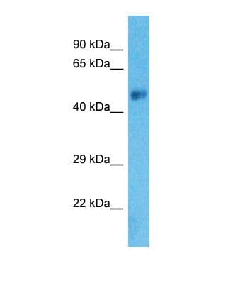 SLC38A8 Antibody (aa253-302)