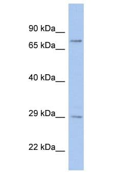 MEOX1 Antibody (aa193-242)