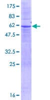 Human FBX23 / Tetraspanin 17 Protein (Recombinant GST)