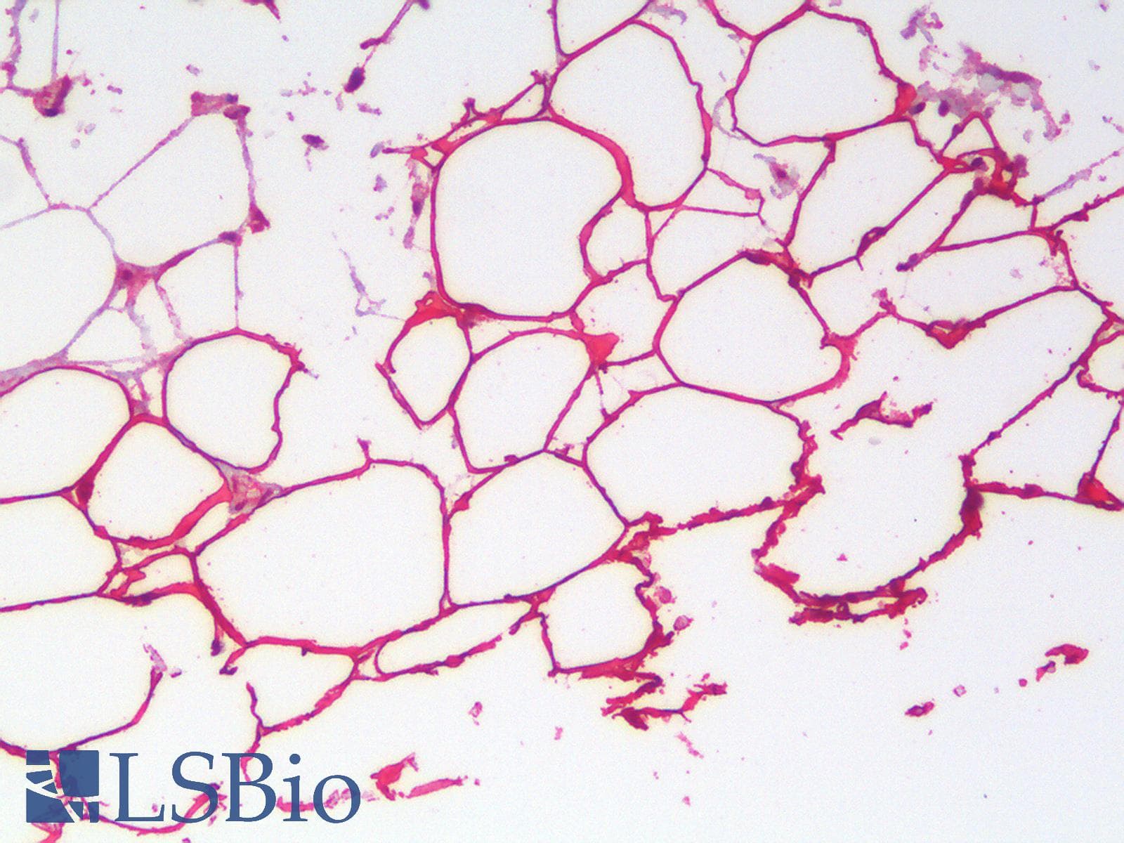 Polyclonal Goat anti-Mouse PLIN4 / S3-12 Antibody (Internal Region, IHC, WB)