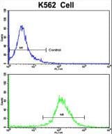 RAIN / RASIP1 Antibody (aa651-678)