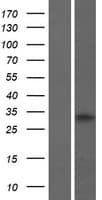 C7orf46 Protein (Over-Expression Lysate Myc-DDK (Flag))